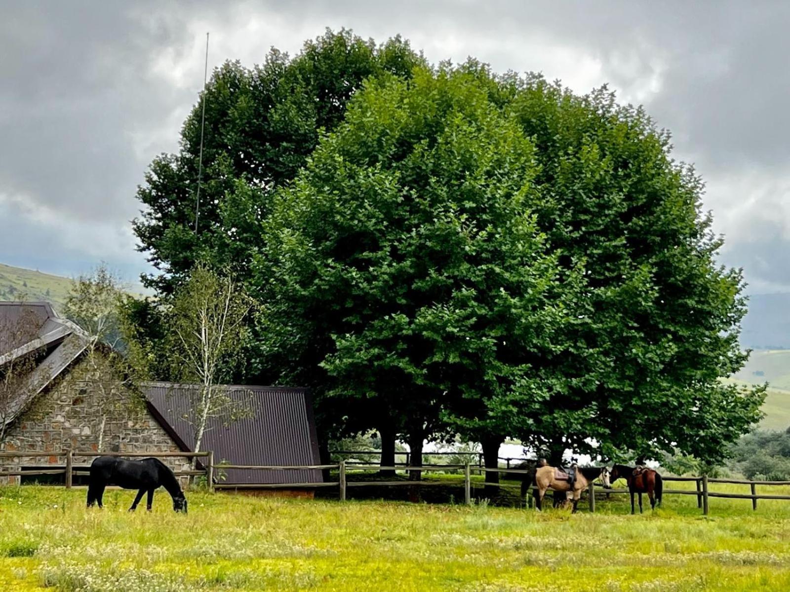 Stone Creek Mountain Lodge Dullstroom Εξωτερικό φωτογραφία